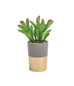 ORO GOLD BAND POTTED FAUX SUCCULENT