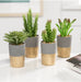 ORO GOLD BAND POTTED FAUX SUCCULENT